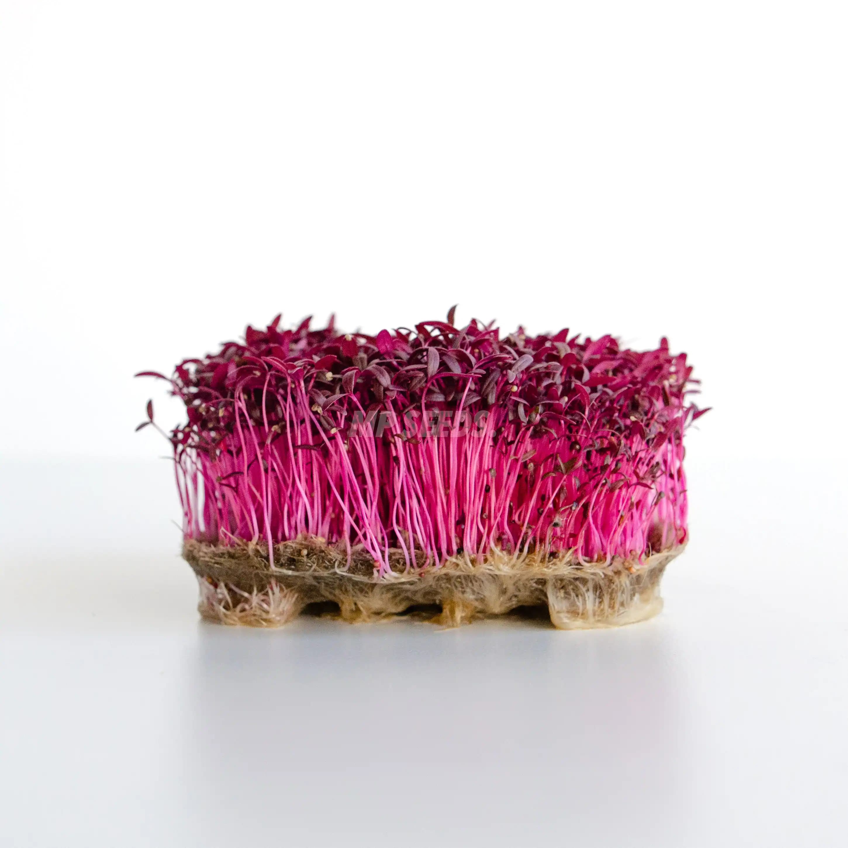 Amaranth photo 1