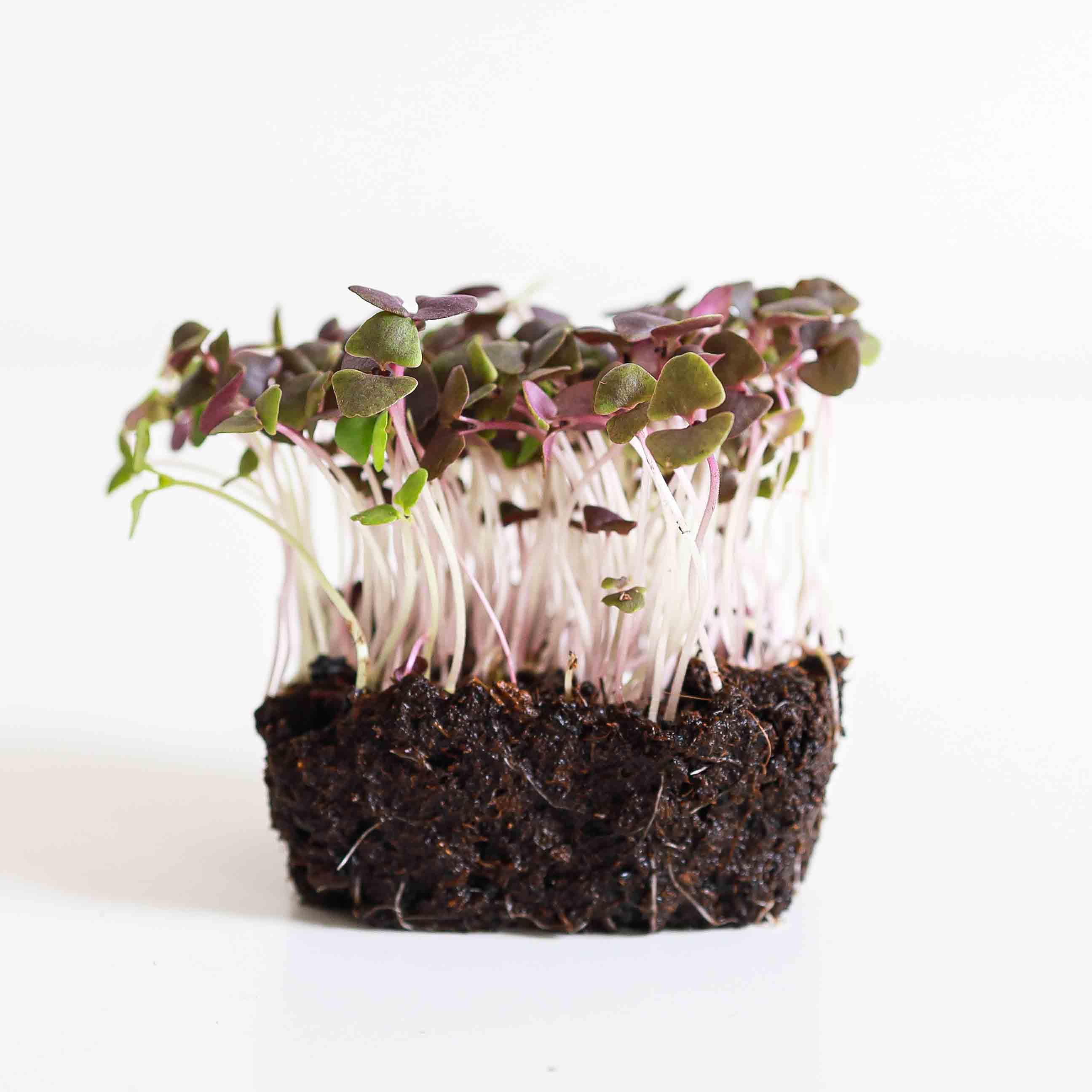 Basilicum 'Red Opal' photo 1