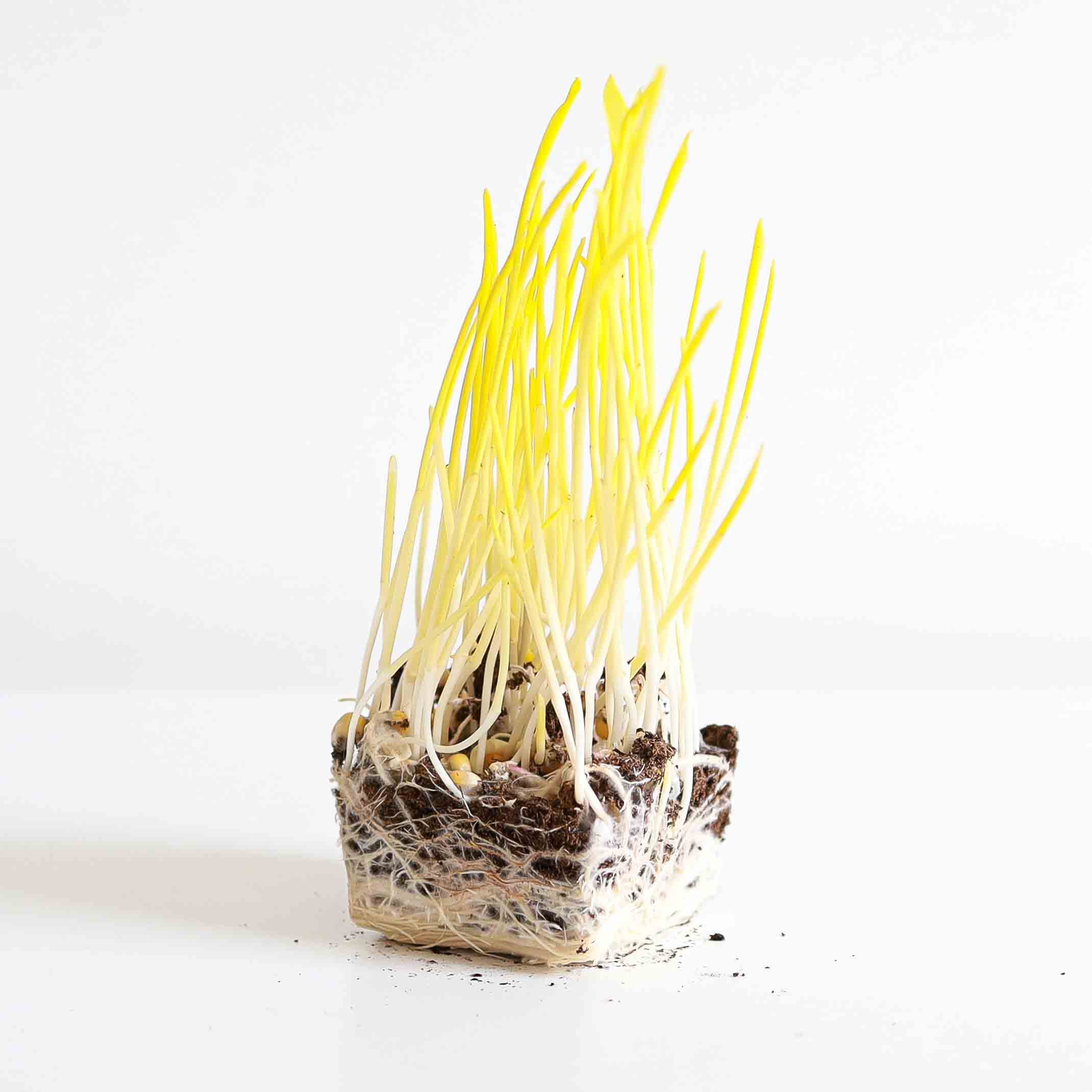 Popcorn Microgreens photo 1