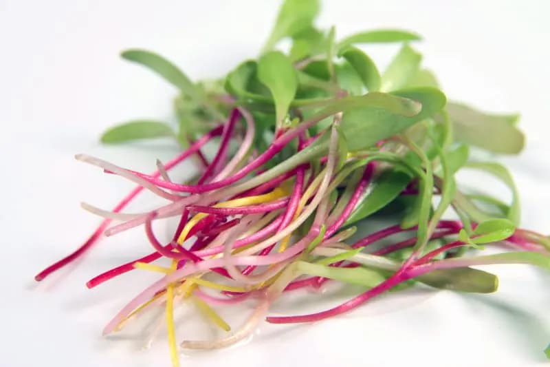 Snijbiet (Swiss Chard) photo 1